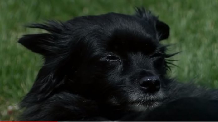 Metanfetamina, anfetamina y éxtasis: El diagnóstico de una perra que llegó drogada a su casa