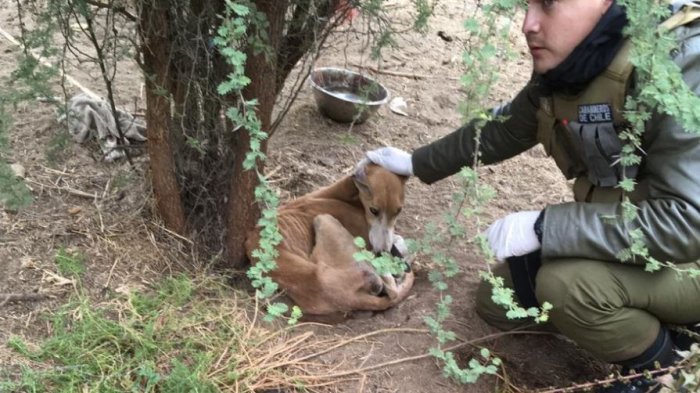 Terrible caso de maltrato animal: Encuentran a perro desnutrido que estaba amarrado a un árbol en Casablanca