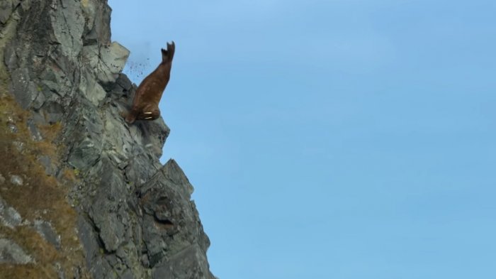 El video que le duele al mundo: Cientos de morsas mueren buscando dónde descansar por culpa del cambio climático