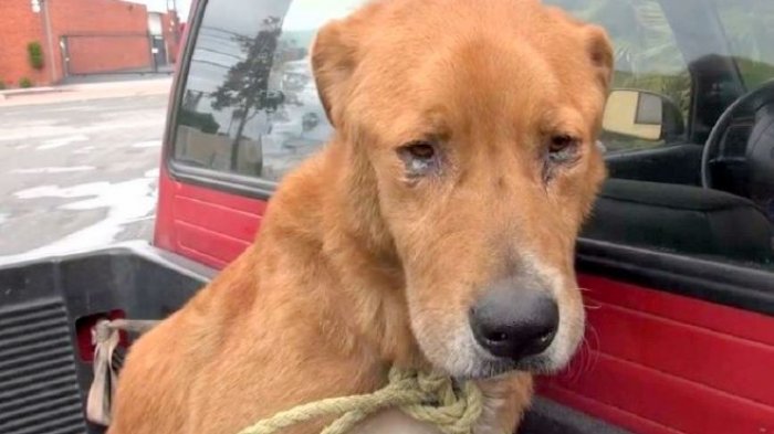 Perro anciano fue abandonado y vagó por semanas hasta que lo rescataron, pero nadie lo quería por su edad