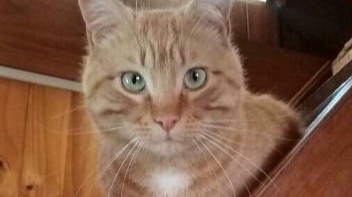 Denuncian terrible maltrato de un gato: Dueño busca a los responsables