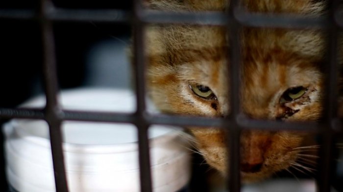 Era dueña de un albergue de animales, pero escondía 64 cadáveres de gatos en refrigeradores