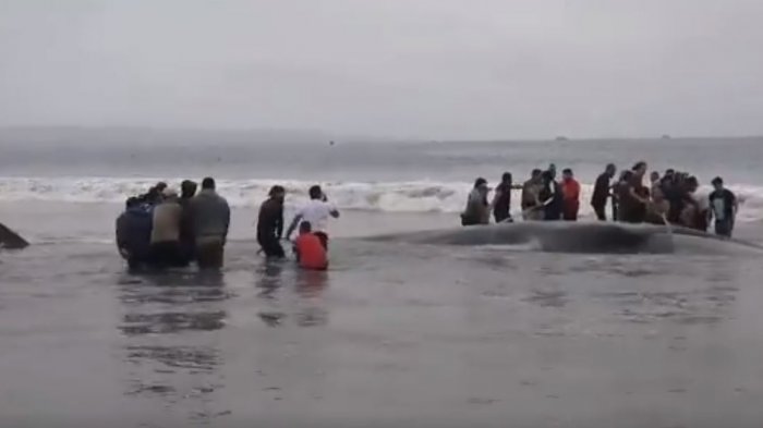 No pudo ser rescatada: Murió ballena de 8 metros que varó en playa de Tongoy