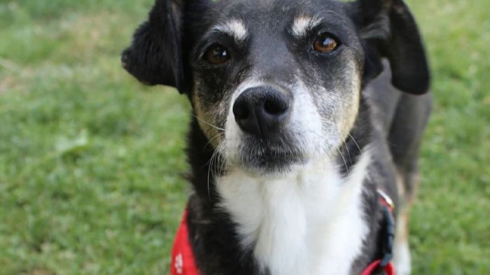 Les tiraron veneno y pueden ser desalojados: Refugio busca de forma urgente nuevo hogar para 32 perritos