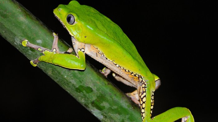 Mujer de San Felipe murió intoxicada: Había sido parte de un rito de 