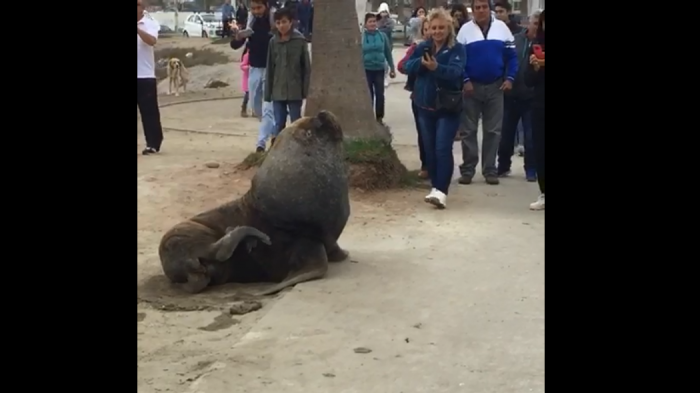 ¿Adorables o peligrosos? Lobos marinos se instalaron al lado de la vereda en Coquimbo