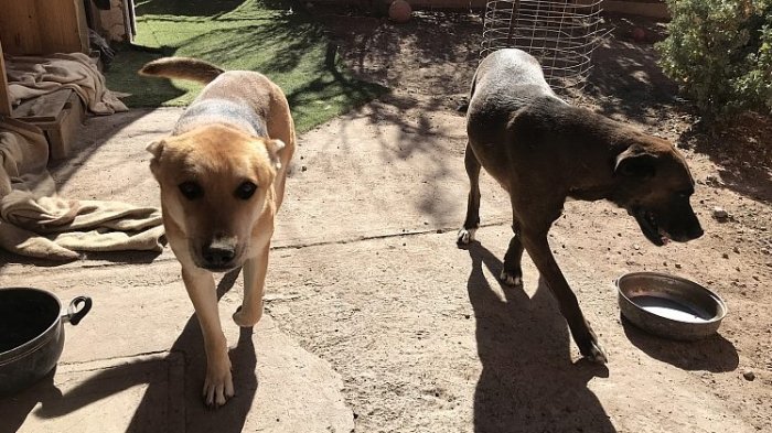 Forman Brigada Canina de seguridad con seis perros callejeros rescatados