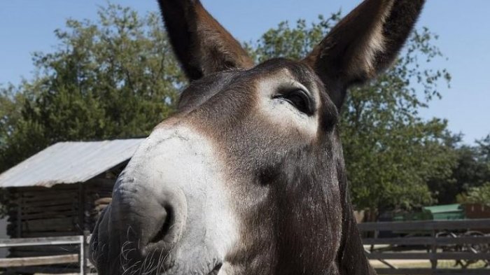 No para de crecer: Burro gigante está a punto de destronar al actual Récord Guinness