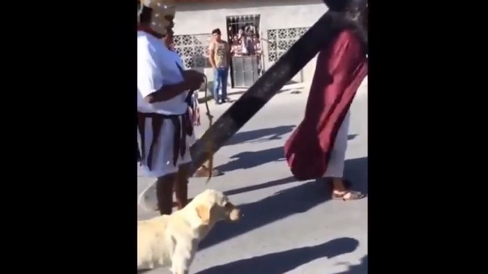 Perrito se hace viral por defender a Jesús de los azotes romanos en particular Vía Crucis