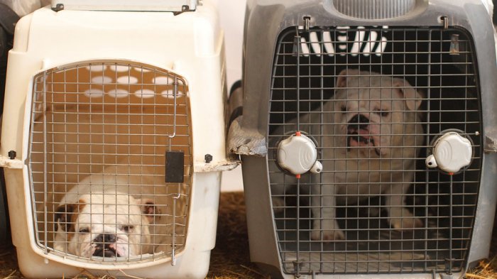 En sólo 2 pasos: Así puedes realizar una denuncia por maltrato animal