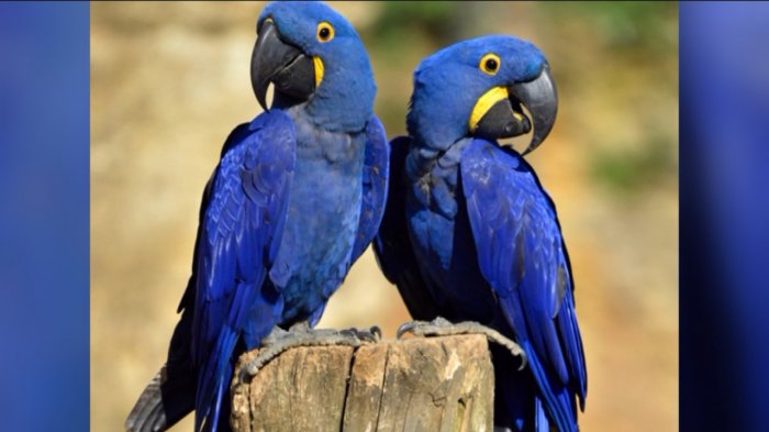 Cuatro especies que desaparecieron para siempre por el cambio climático y los animales invasores