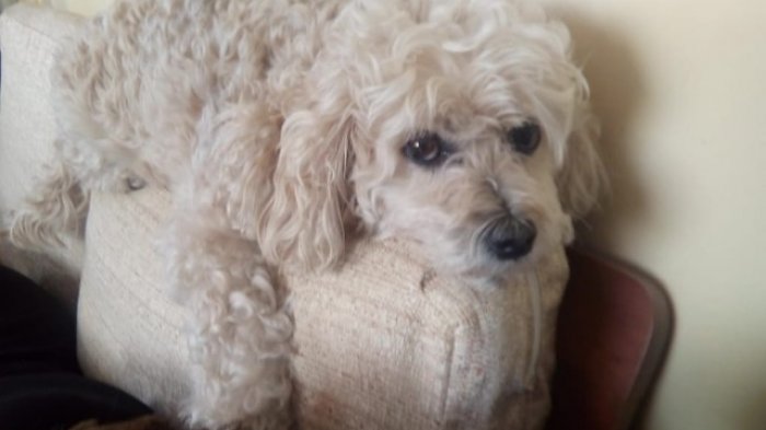 Hombre fue apuñalado por rescatar a un perrito poodle que era golpeado y que se llevó corriendo en brazos