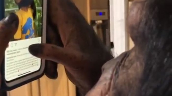 Hasta que llegó el día: Sorprenden a chimpancé revisando Instagram tranquilamente en un celular