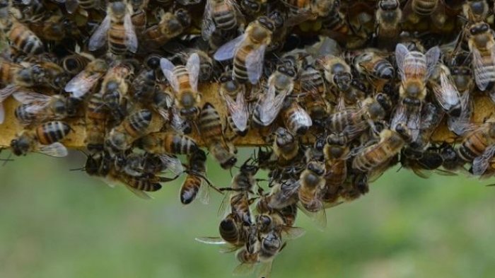 Se están quedando sin energía para volar: Por qué te tiene que preocupar la desaparición de las abejas