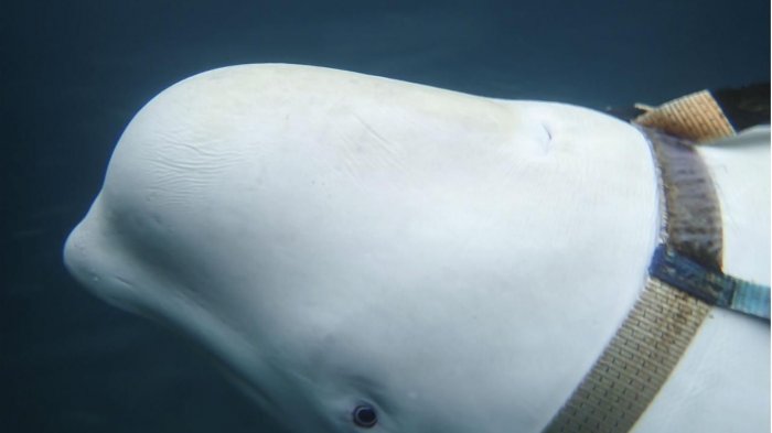 Dicen que puede ser una espía rusa: La ballena beluga con arnés que encontraron pescadores