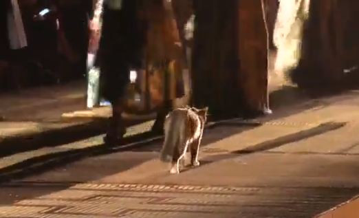Esto sí es alta costura: Un gato se subió a la pasarela en presentación de Dior y se volvió viral