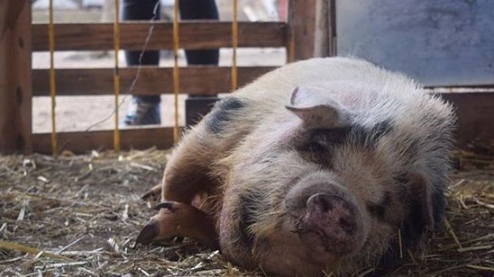 Crean el primer santuario que regala una vejez digna a los animales rescatados del maltrato