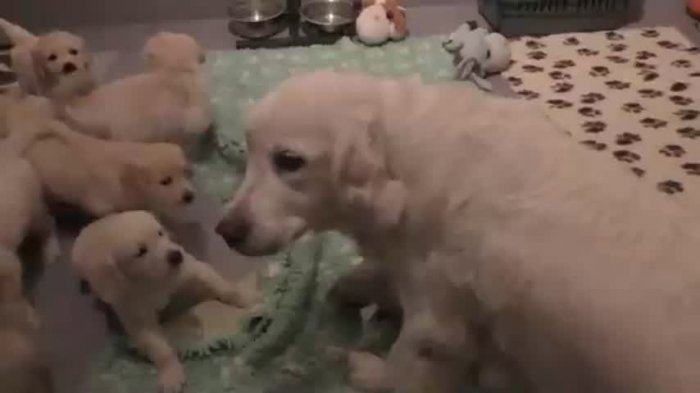 ¡Qué rudeza! Madre perruna calmó a sus hiperactivos cachorros de un puro ladrido