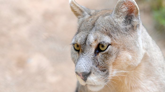 Cruel maltrato animal de hombre que enfrentó a sus perros contra un puma en la Patagonia
