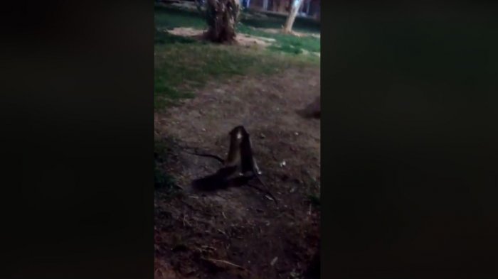 Preocupación por pelea de ratas en centro de Copiapó que se volvió viral