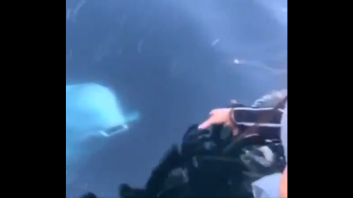 Sorprendente: A turista se le cayó el celular en el mar y ballena se lo devuelve con el hocico