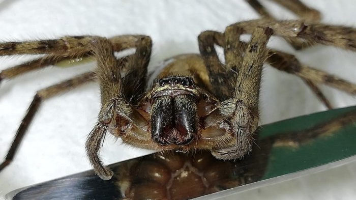 Encuentran araña australiana que mide 10 centímetros cerca del puerto de Iquique