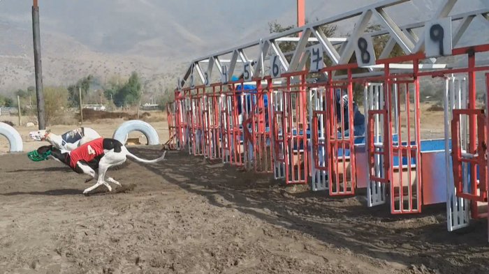 Galgueros niegan acusaciones de maltrato animal y aseguran que hay desinformación