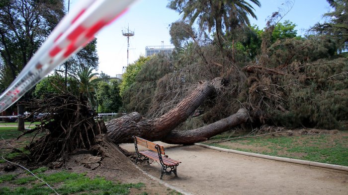 ¡Nuestros árboles se mueren! 70% del bosque esclerófilo de la Región Metropolitana presenta algún daño
