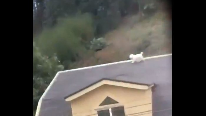 Perrito se subió de nuevo al techo de su casa y volvió a desatar carcajadas de la joven que lo grababa