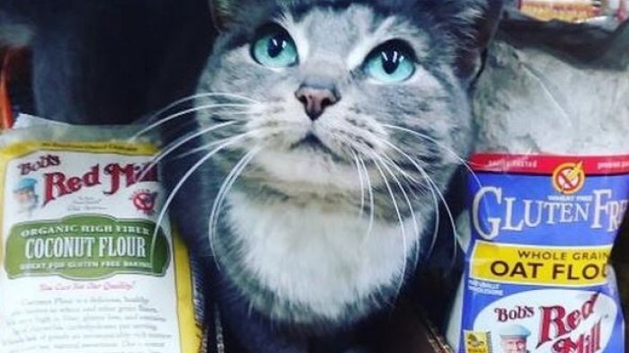 Gatos que trabajan en bodegas: La cuenta de Instagram que sigue a los 