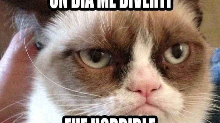 Merchandising, los gatos influencers y muchos memes: El legado que dejó Grumpy Cat