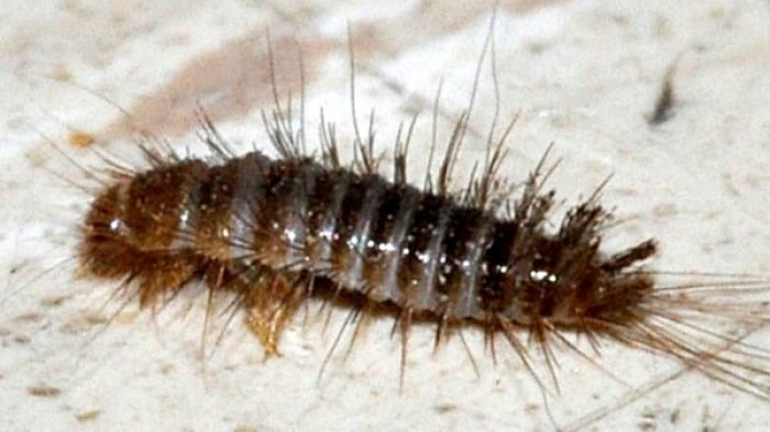 A revisar con lupa: Tu alfombra podría tener una plaga de insectos y no te has dado cuenta