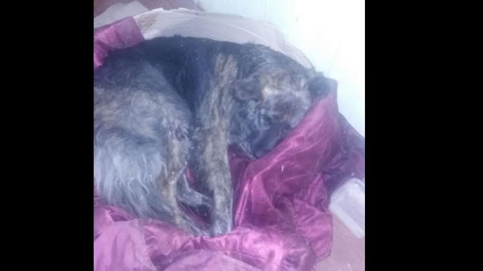 Funan a conductor que arrastró a perro con su camioneta por varios kilómetros en la Araucanía