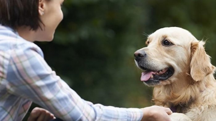 Otra explicación para quererlos: Estudio sostiene que tu amor por los perros quizás se deba a los genes