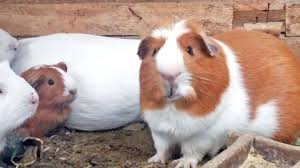 Se sienten solos y se aburren: Prohiben tener un solo cuyi en Suiza