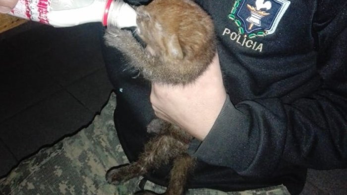 Horrendo maltrato animal: Mataron a una puma, la faenaron y robaron su cachorro