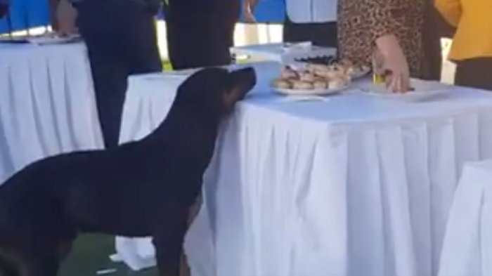 La comida es su objetivo: Otro perro fue captado robando en un cóctel