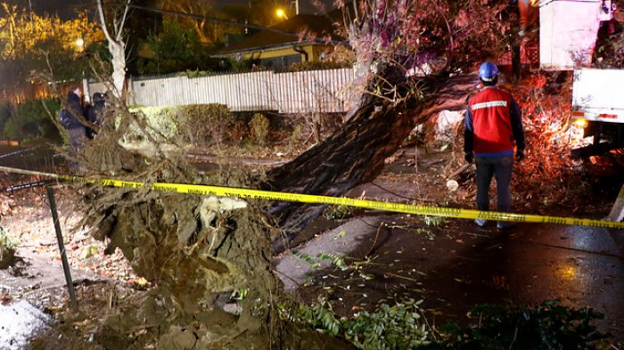 700 árboles se vinieron abajo debido al intenso viento en Santiago