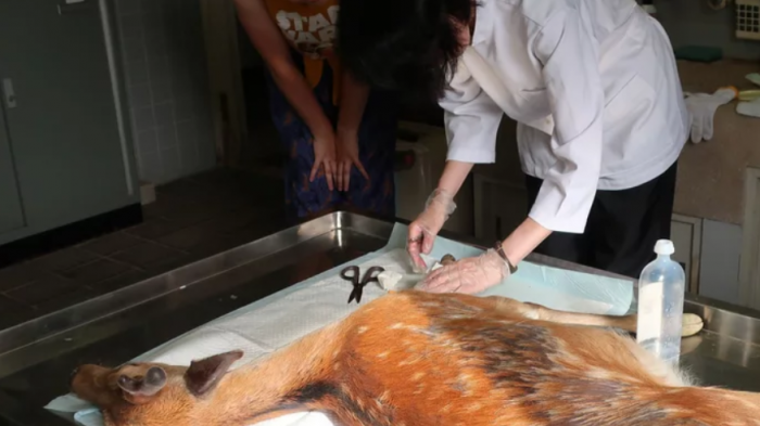 Trágico final para ciervita: Muere tras acumular más de 3 kilos de plástico en el estómago