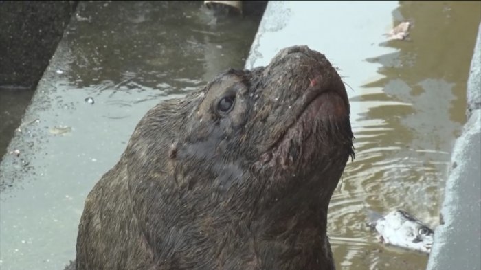 Las preocupantes imágenes que muestran el deteriorado estado de lobos marinos de Valdivia