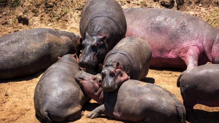 No estaban entrenando: Un 