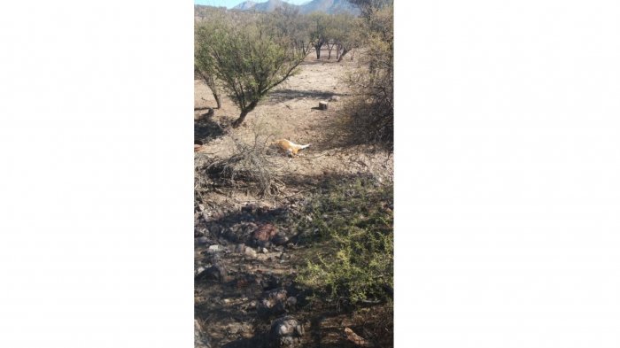 ¡Dramáticas imágenes! Encuentran animales muertos supuestamente por la falta de agua en sector norte de la RM