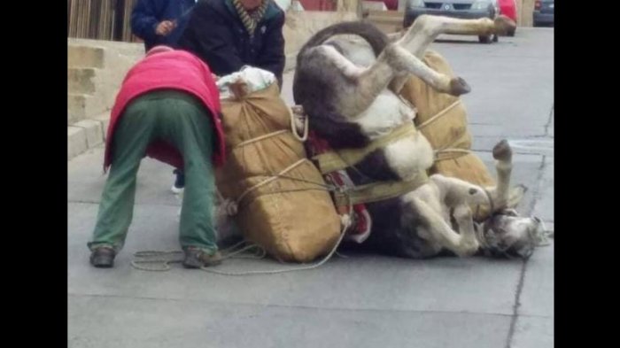Impactante caso de maltrato animal: Burro cayó al suelo por exceso de carga y sus imágenes se viralizaron