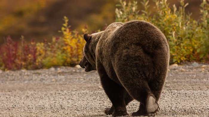 #HuntingOutfitting, la reprochable tendencia de subir fotos a Instagram junto a animales muertos