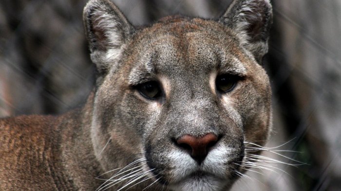 Encuentran puma que fue asesinado a bala al interior del Parque Nacional Torres del Paine