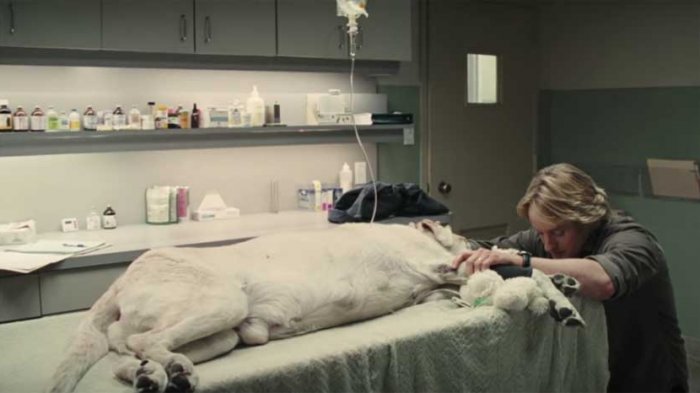 Spoiler emocional: Sitio web te advierte cuando un perro muere en una película