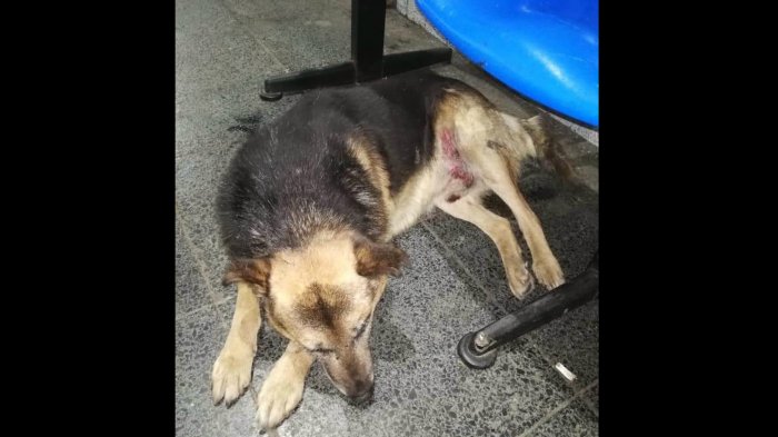 Chofer de bus atropelló a un perro, luego bajó y se tomó un café mientras el animal se moría