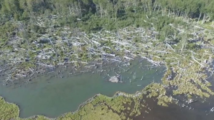 Sobrevuelo evidencia el daño causado por los castores en los bosques de Tierra del Fuego