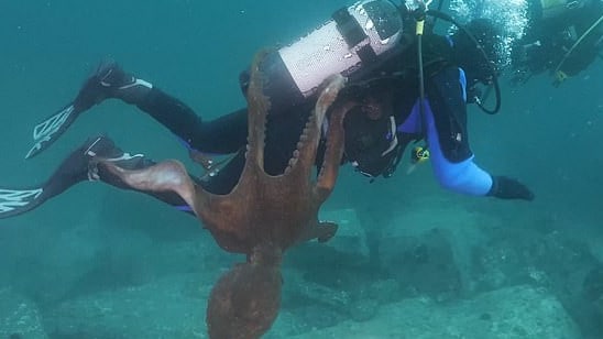 Aterrador video capta a buzo siendo atacado por pulpo gigante