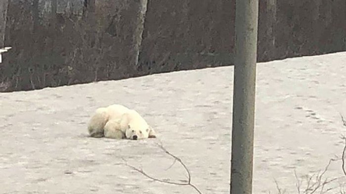 Delgado oso polar caminó más de 1.500 kilómetros buscando comida y llegó a la ciudad